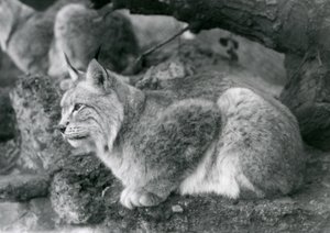Un lynx boréal assis sur un rocher, Zoo de Londres, octobre 1925 - Frederick William Bond