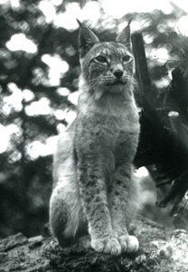 Un lynx boréal assis au Zoo de Londres, juillet 1925 - Frederick William Bond