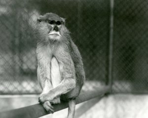 Un singe Patas/Wadi/Hussar assis sur une branche au zoo de Londres en 1928 - Frederick William Bond