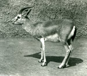 Une gazelle persane au Zoo de Londres en juin 1925 - Frederick William Bond