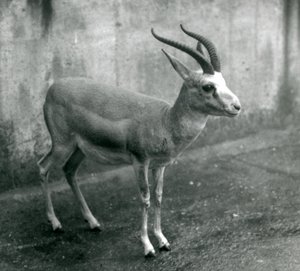 Une gazelle persane, à goitre ou à queue noire au zoo de Londres, août 1927 - Frederick William Bond