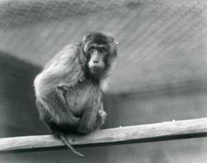 Un macaque à queue de cochon assis sur un perchoir dans son enclos au Zoo de Londres (photo n/b) - Frederick William Bond