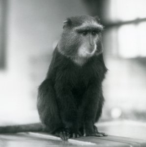 Un singe Pluto, ou singe bleu, assis sur un banc, Zoo de Londres - Frederick William Bond