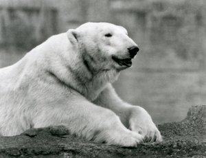 Un ours polaire se reposant sur une corniche rocheuse au zoo de Londres en 1931 (photo n/b)