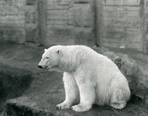 Un Ours Polaire assis sur un rebord rocheux au Zoo de Londres en septembre 1927