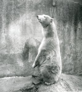 Un ours polaire assis sur ses pattes arrière au zoo de Londres en 1929 - Frederick William Bond