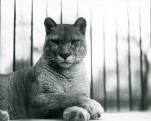 Un puma/cougar/lion de montagne/catamount se reposant au zoo de Londres en 1931