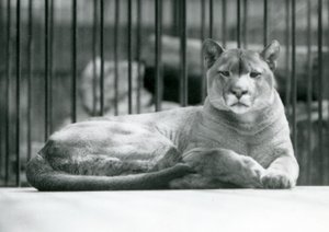 Un puma couguar lion de montagne allongé dans son enclos au zoo de Londres en juin 1925