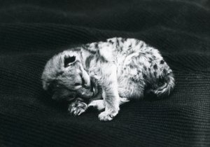 Un puma au zoo de Londres - Frederick William Bond
