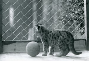 Un chaton puma avec une balle, regardant hors de son enclos, Zoo de Londres, 1923 - Frederick William Bond