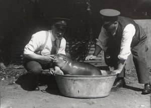 Un Hippopotame pygmée se baignant au Zoo de Londres, août 1928 - Frederick William Bond