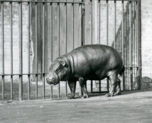 Un Hippopotame Pygmée au Zoo de Londres en 1927