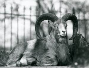 Un bélier assis au zoo de Londres, 1925
