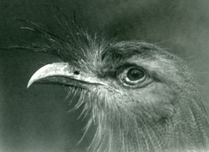 Un cariama huppé au Zoo de Londres, 1924