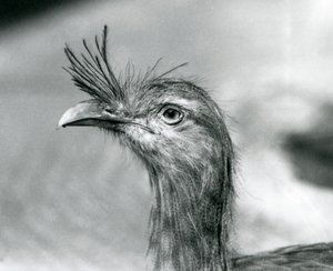 Un Seriema à pattes rouges au Zoo de Londres en 1929 (photo n/b)