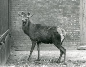 Un Cerf Rouge avec des bois en bourgeonnement, Zoo de Londres, août 1928 (photo n/b) - Frederick William Bond