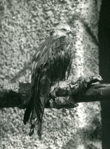Un milan royal perché sur une branche au Zoo de Londres en 1924 - Frederick William Bond