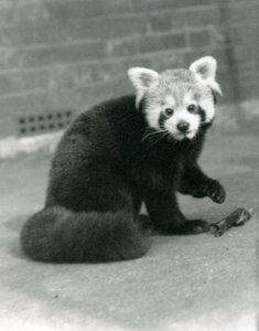 Un panda roux assis au zoo de Londres, 1917 - Frederick William Bond