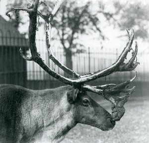 Un renne perdant le velours de ses bois, Zoo de Londres - Frederick William Bond