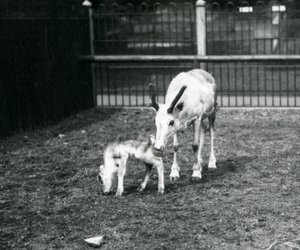 Un renne avec son veau au zoo de Londres, mars 1914 - Frederick William Bond