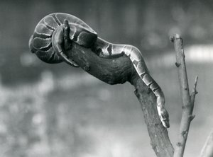 Un python royal descendant une branche au Zoo de Londres en octobre 1925 - Frederick William Bond