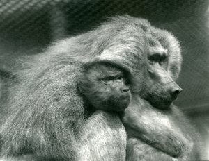 Un babouin sacré avec son petit au zoo de Londres, juillet 1924 - Frederick William Bond