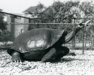 Une Tortue des Galápagos nourrie avec une banane sur un bâton (photo n/b) - Frederick William Bond