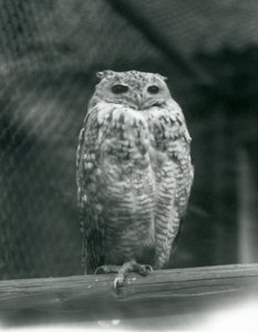 Un hibou grand-duc de Savigny reposant sur une branche au Zoo de Londres, septembre 1925 - Frederick William Bond
