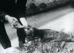 Un bébé phoque nourri au biberon par son gardien, Zoo de Londres, août 1925 - Frederick William Bond
