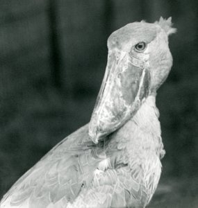 Un bec-en-sabot, Zoo de Londres, juillet 1926
