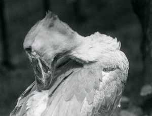 Un bec-en-sabot lissant ses plumes au zoo de Londres en 1926
