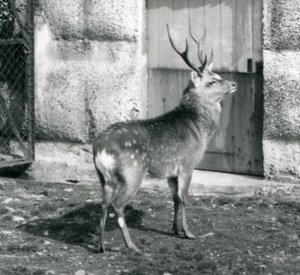 Un cerf tacheté japonais Sika debout dans son enclos, zoo de Londres, août 1927 - Frederick William Bond