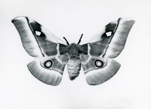 Un papillon de soie, Bunaea caffraria, au Zoo de Londres, avant 1930 - Frederick William Bond