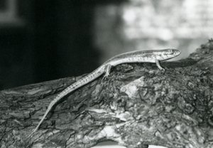 Un scinque reposant sur une bûche au Zoo de Londres en 1929 (photo n/b) - Frederick William Bond