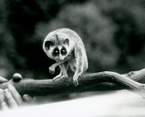 Un loris mince regardant vers le bas depuis une branche tenue dans les mains d