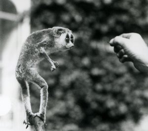 Un loris mince debout sur une branche, regardant la main d