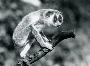 Un loris mince marchant sur une branche, Zoo de Londres, août 1926 - Frederick William Bond