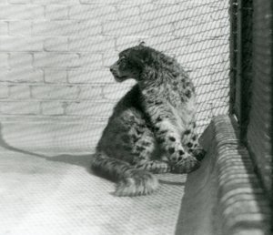 Un léopard des neiges assis, sur le sol, zoo de Londres - Frederick William Bond