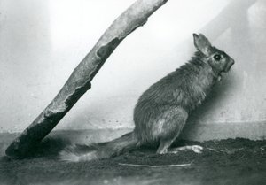 Un lièvre sauteur sud-africain assis sous une branche dans son enclos, Zoo de Londres, décembre 1925 - Frederick William Bond