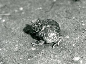 Une grenouille cornue sud-américaine, Zoo de Londres, décembre 1925