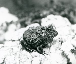 Une grenouille cornue sud-américaine sur un rocher, zoo de Londres, août 1928 - Frederick William Bond