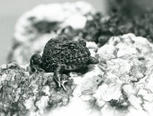 Une grenouille cornue d