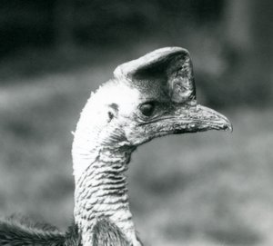 Un casoar austral au Zoo de Londres, juin 1925