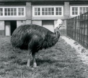 Un casoar austral au Zoo de Londres en juin 1925 - Frederick William Bond