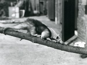 Un tamandua du Sud/ant-eater collier/petit fourmilier, marchant le long d
