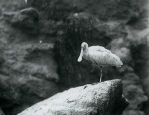 Une spatule debout sur un rocher au zoo de Londres en septembre 1927 - Frederick William Bond