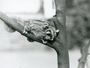 Un planeur à sucre sur une branche avec son bébé sur le dos, zoo de Londres - Frederick William Bond