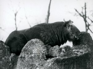 Un takin, également connu sous le nom de chamois de bétail ou chèvre gnou, reposant sur un rocher, Zoo de Londres, 1925 - Frederick William Bond