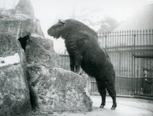 Un takin, également connu sous le nom de chamois de bétail ou de chèvre gnou, debout avec ses pattes avant reposant sur un rocher, Zoo de Londres - Frederick William Bond
