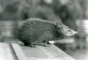 Un tenrec au zoo de Londres en 1929 - Frederick William Bond
